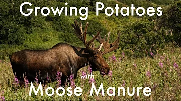 Growing Potatoes in Moose Manure | Off Grid Gardening in Nature