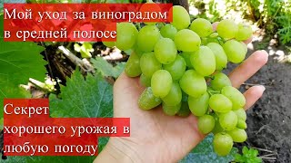 УХОД ЗА ВИНОГРАДОМ В СРЕДНЕЙ ПОЛОСЕ. Секрет хорошего урожая в любую погоду