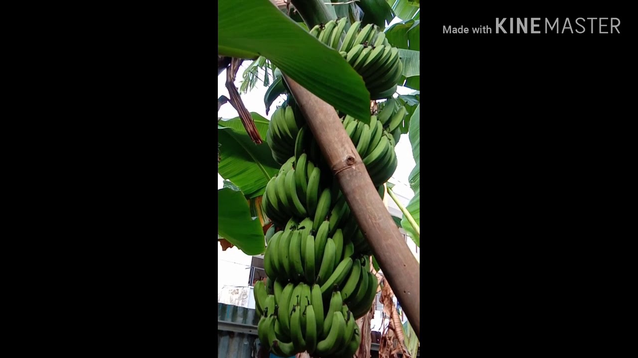  Pohon  pisang  2 meter berbuah  lebat YouTube
