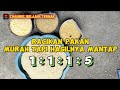 Racikan pakan murah  ayam gemuk gemuk reels shots shortsfeed shortshorts fypviral