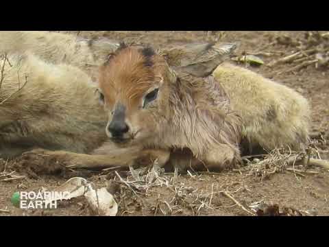 Lion Lies Down With Lamb