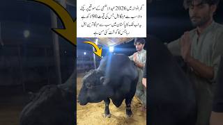 Pakistan’s Most Expensive Bull 🐂 | 2026 Viral#ViralShorts#Trending#BigBull#LuxuryAnimals#AnimalVideo