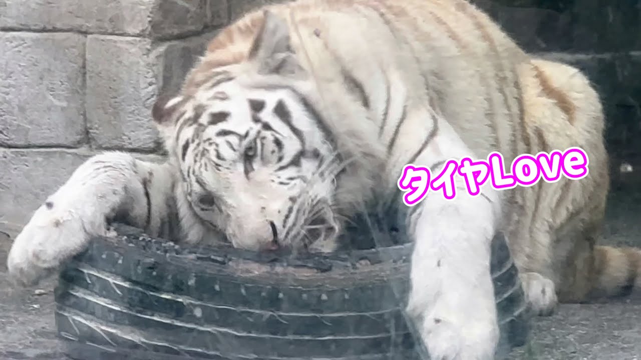 Kota-kun, who loves tires so much 🐯 April 30th, Tobu Zoo, White