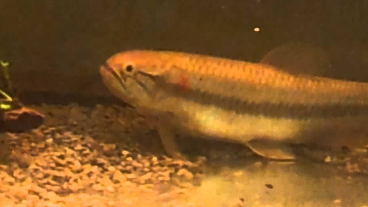 Beutiful Gold Wolf Fish Vs Frog Part 2 Youtube Beutiful Gold Wolf Fish Vs Frog Part 2 Youtube