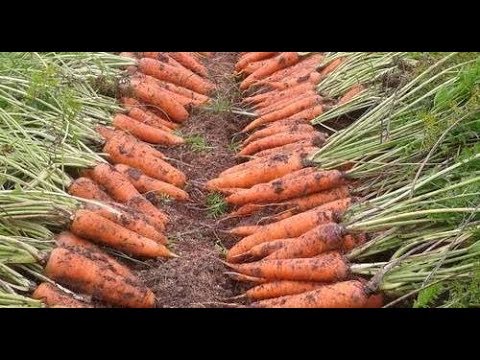 Что точно нужно знать, чтобы вырастить урожайную морковь