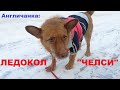 LIVE*СПб: Наш ледокол &quot;Челси&quot;: новые всплывшие факты о собаке, привезенной из приюта в Абхазии