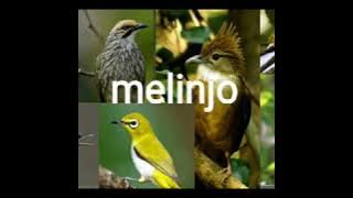 Mp3 melinjo pikat burung