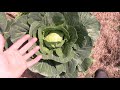 Vegetable Garden Tour with a Walk through of the Fruit Orchard | Edible Plants