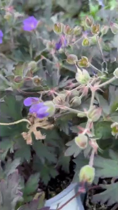 PLANT SHOPPING / DARK FOLIAGE & HARDY GERANIUMS / MY FAVORITE PERENNIALS / FILAM GARDEN #SHORTS