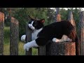 These CLUMSY CATS will make you LOSE this TRY NOT TO LAUGH CHALLENGE - Funny CAT compilation