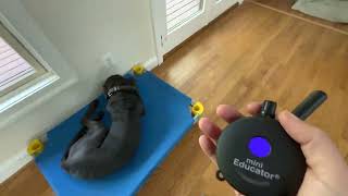 Obedience around the house with Ruby