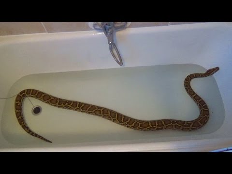 Burmese Python taking a bath - My pet Burmese Python Yaninda enjoying a bath