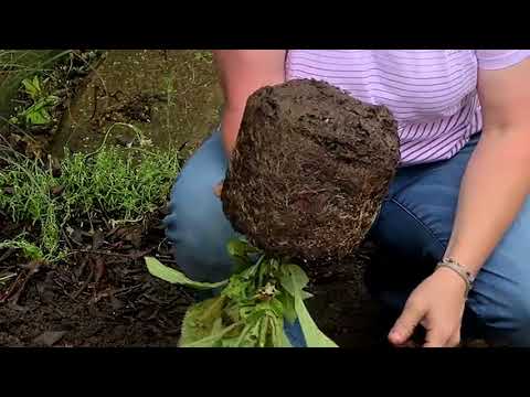 Video: Garden ivy evergreen: paglalarawan, paglilinang, pagpaparami