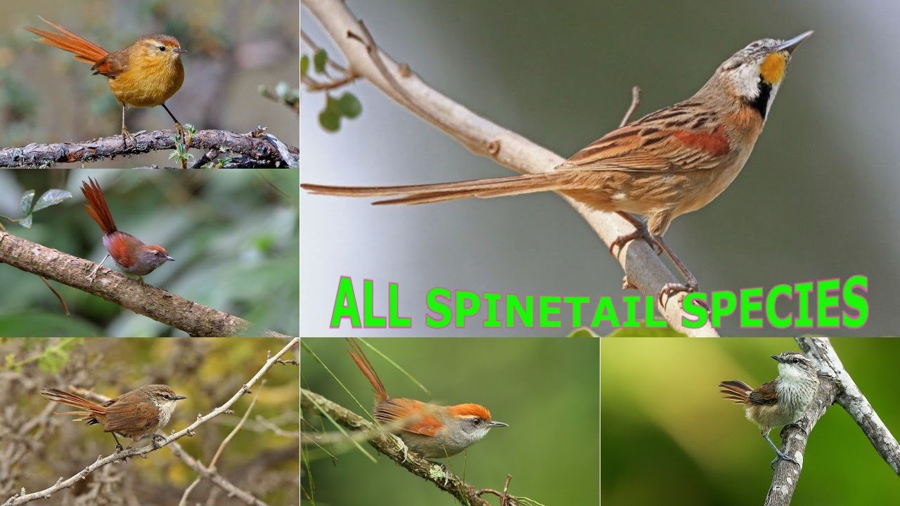 All Spinetail bird Species / spinetail species
