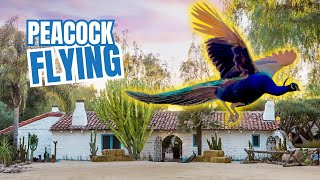 Peacock's Majestic Flight Caught on Camera at Leo Carrrillo Historic Ranch Park