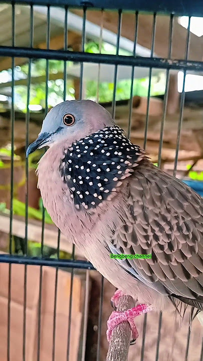 SUARA BURUNG TEKUKUR PIKAT SUPER EMPUK JERNIH #shorts #shortsfeed #shortvideo #shortsvideo #song