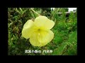 花かんざし