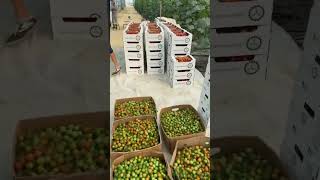 Сортировка урожая #кубанамаркет #томатныйсок #organicfarming #производство #фабрика #farming #farm