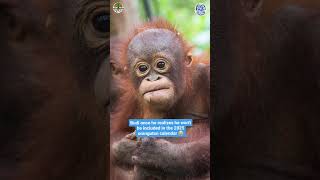 Download Lagu Sad news: Budi is not going to be in the orangutan calendar MP3 Download Lagu Sad news: Budi is not going to be in the orangutan calendar MP3