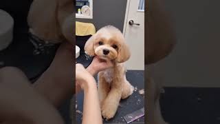 MELT with the cutest COCKAPOO face cutting you've ever seen #puppy #grooming #cockapoo #short