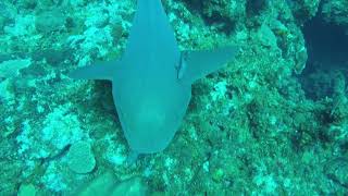 Nurse Shark Eats Lionfish from Dive Master pt 1