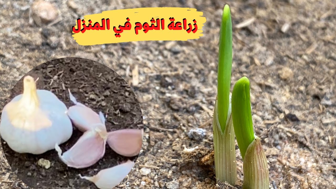زراعة الثوم في المنزل I وأفضل موعد لزراعة الثوم لجني فص ثوم كبير Garlic ...