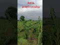 #สวนกล้วย #มะพร้าวน้ำหอม #ด่านขุนทด #โคราช #nature #ที่ดิน #ที่ดินทำเลดี #nature #farming