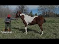 🐴Caballo tobiano tostado manso y funcional VENDIDO $160 mil- WWW.LOSEQUINOS.COM