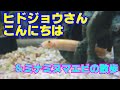 ヒドジョウさんこんにちは