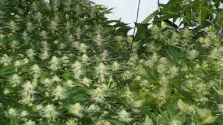 Dr Israel - Gangsta N Police (Killah Priest)