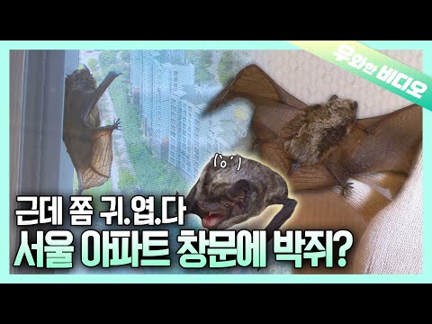 눈떠보니 도심 한복판이다┃Bat🦇: <strong>Huh</strong>? What Am I Doing in the Middle of the City?