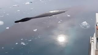 Humpback whale sleeping