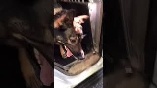 German shepherd shedding #shedding #germanshepherd