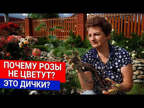 Почему розы не цветут? Это дички?