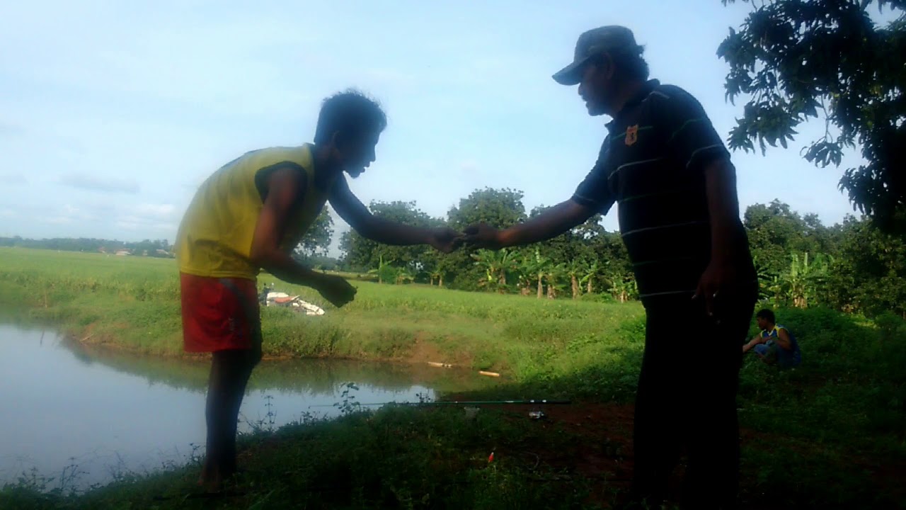 Mancing Di Rawa Menggunakan Umpan Udang Dapat Nila & Gabus