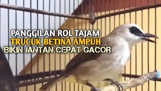 Trucuk BETINA memanggil Jantan Suara Birahi Ngecuplik 100% pancingan trucukan gacor agar BUNYI EMOSI