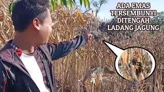 Unexpectedly, we found a unique bird's nest in this corn field, we managed to record it 😭😭😭