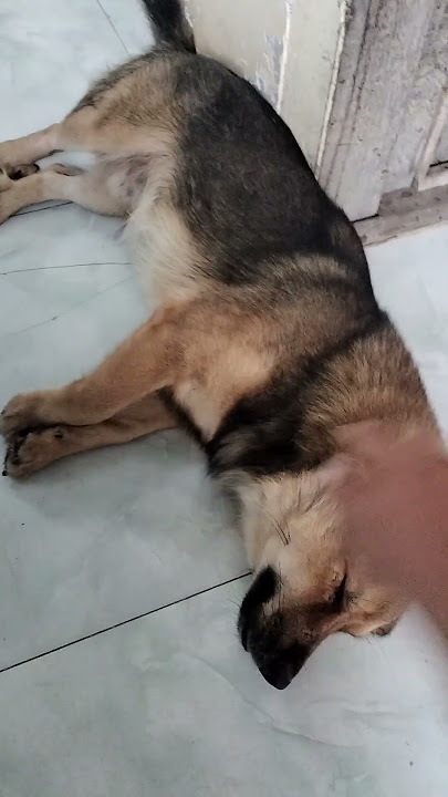 #dog #pets #cute #yeulu #dongvat #shortvideo #funny #cuoccauca