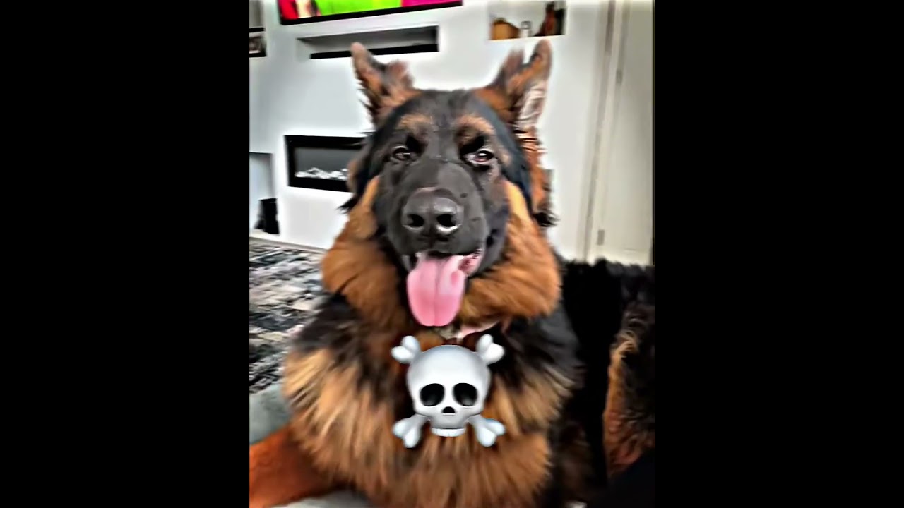 DOG TRANSFORMATION😳💀☠️ 