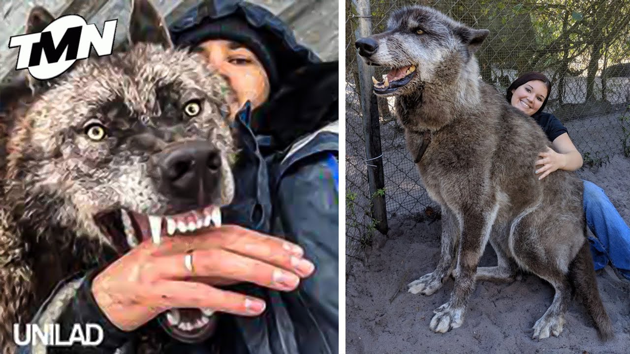 THE 10 BIGGEST WOLVES Caught in the World YouTube