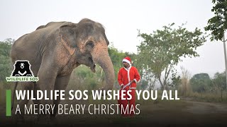 Wildlife Sos Wishes You All A Merry Beary Christmas!
