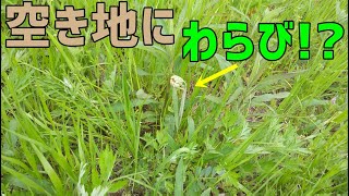隣の空き地にわらびが生えていたので収穫して食べました