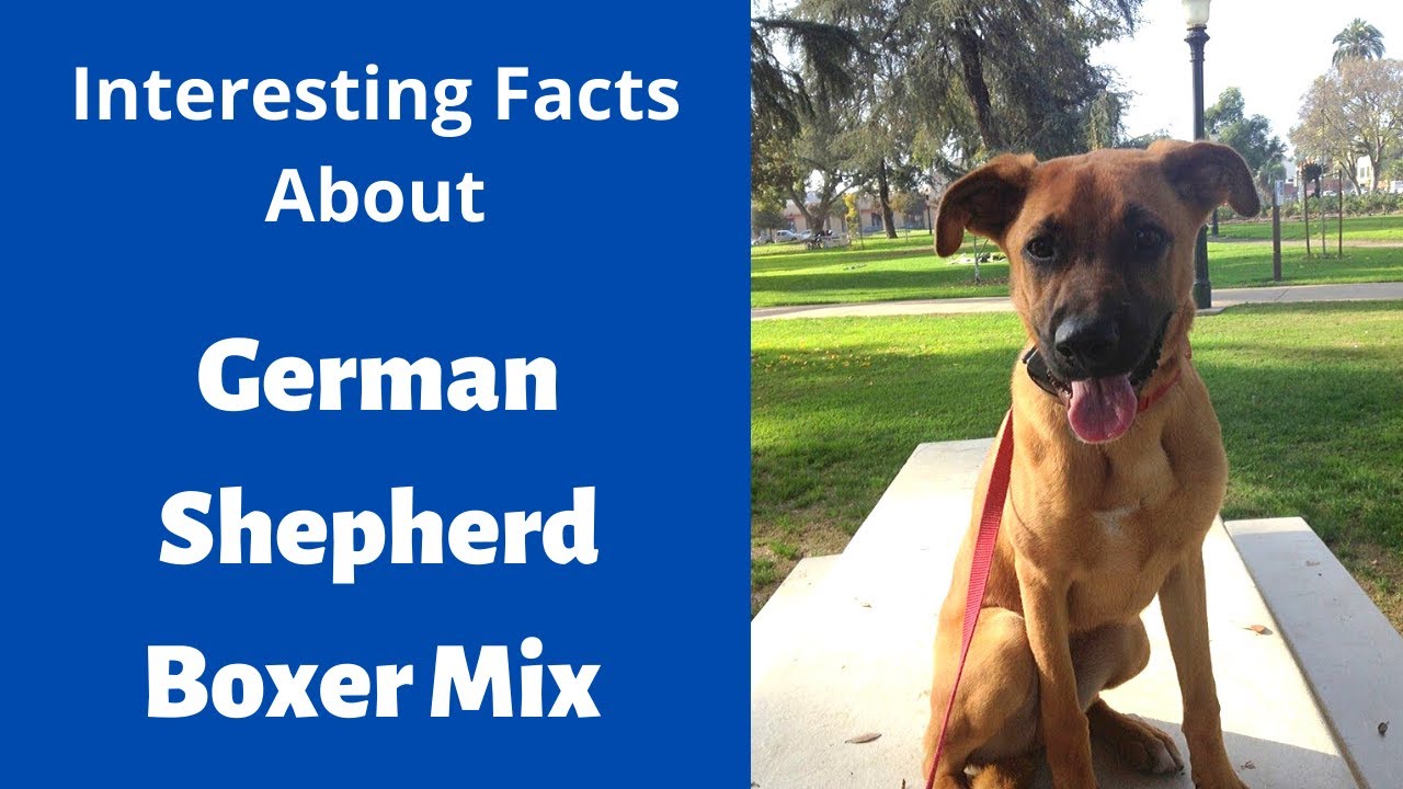 Everything About The Shepherd Boxer | Should you get this breed for your family? - YouTube