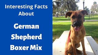 Everything About The German Shepherd Boxer Mix Should You Get This Breed For Your Family?