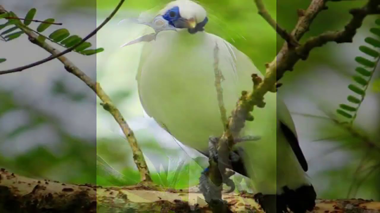 Burung jalak bali binatang yang hampi punah dn di lindungi 