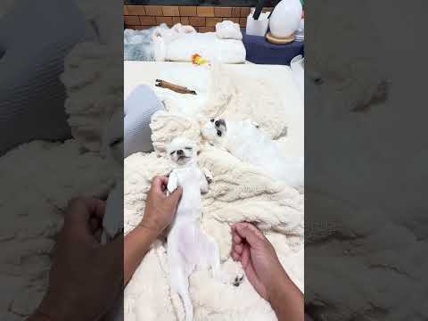 何ですか、この幸せな時間は😍 #チワワ #dog #chihuahua #shorts #youtubeshorts #shortvideo