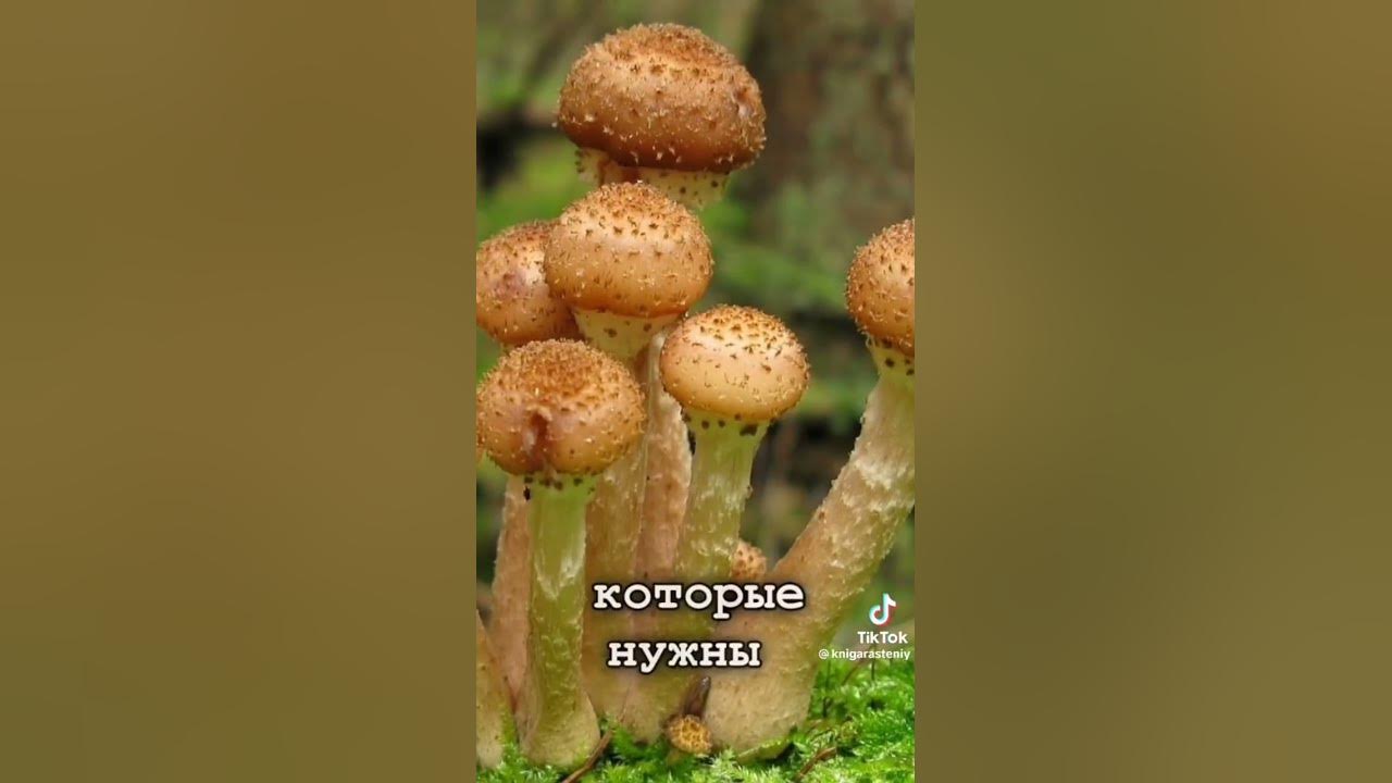 САМЫЙ БОЛЬШОЙ ГРИБ В МИРЕ - YouTube