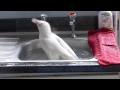 Albino Crow takes a bath