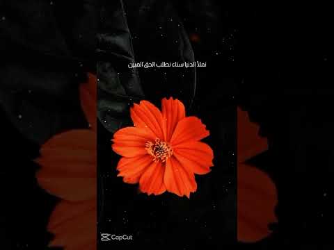 سوف نمضي في دوري سوف نمضي دروب الحق دنيانا ودين اكسبلور لايك