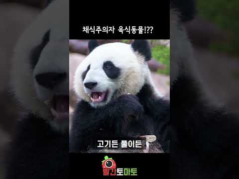 푸바오가 채식주의자 육식동물이라고!???